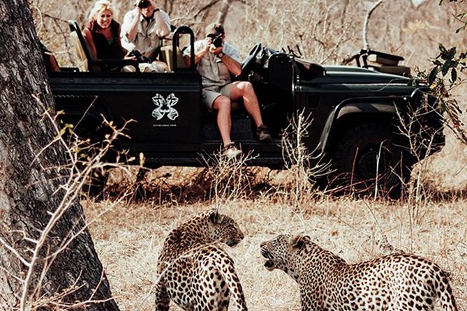 Safari In Jhalana Leopard Conservation Reserve, Jaipur - What you can spot: leopards, desert animals, and birdlife