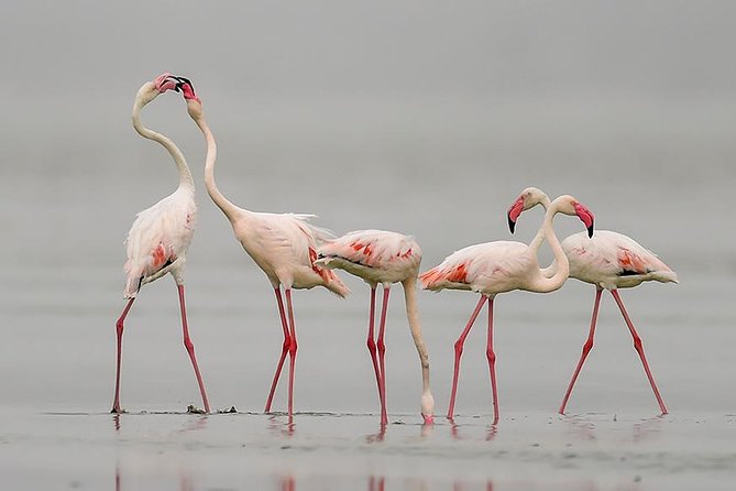 Sambhar Tour - temples, salt lake, bird watching, heritage walk - Key things you’ll enjoy on this Sambhar tour