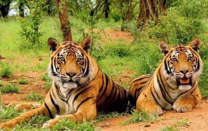 Sariska Tiger Reserve Safari tour from Jaipur - Key points before you go
