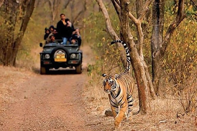 Sariska Tiger Reserve Safari tour from Jaipur - Sariska Tiger Reserve in plain terms: habitat and birding focus