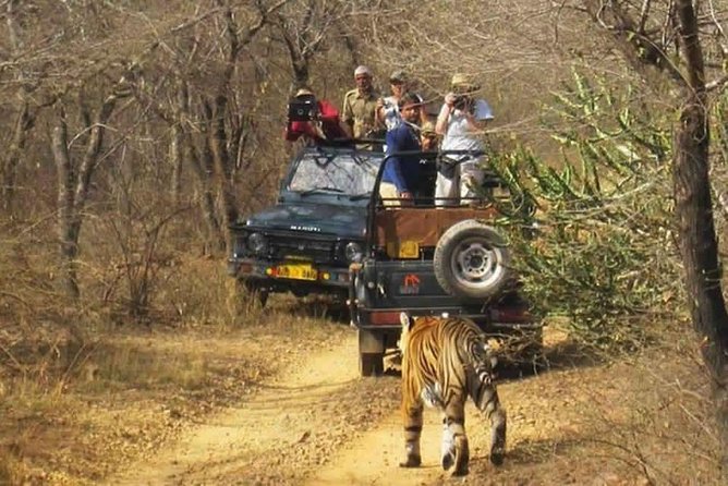 Sariska Tiger Reserve Safari tour from Jaipur - Safari time windows by season: morning vs afternoon reality check