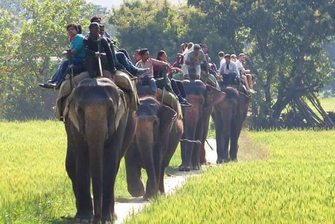 Sariska Tiger Reserve Safari tour from Jaipur - What’s included vs not included (and how that affects value)