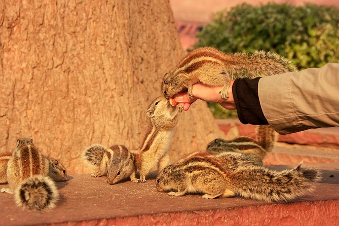Sunrise Taj Mahal, Agra Fort & Baby Taj Tour from Jaipur by Car - The Agra break: where your food plan matters